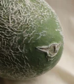 Dinette Table Centerpieces Cantaloupe Close-up of side texture details 01
