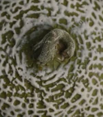 Dinette Table Centerpieces Cantaloupe Close-up of top surface texture