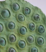 Modern Farmhouse Decor Lotus Pod Close-up view of the front surface texture