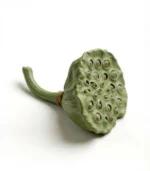 Modern Farmhouse Decor Lotus Pod front view