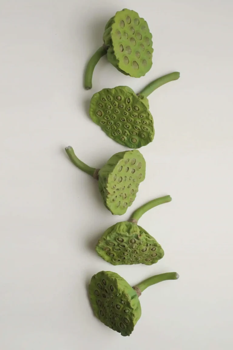 Modern Farmhouse Decor Five Lotus Pod ornaments